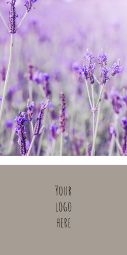 Purple Lavender flowers