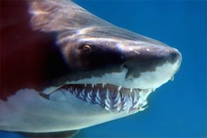 close up shark outdoor business signs market